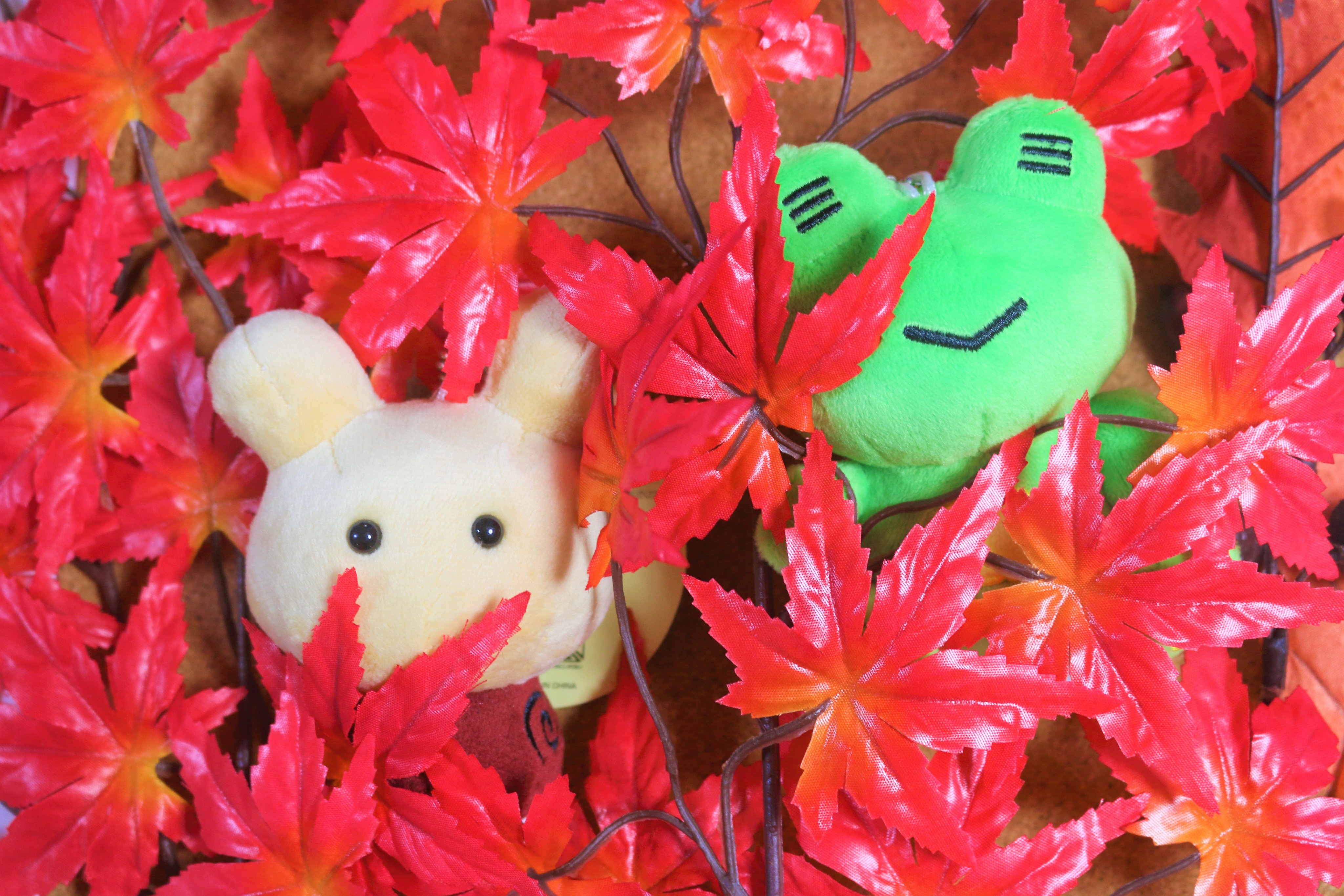 �g�t���P��