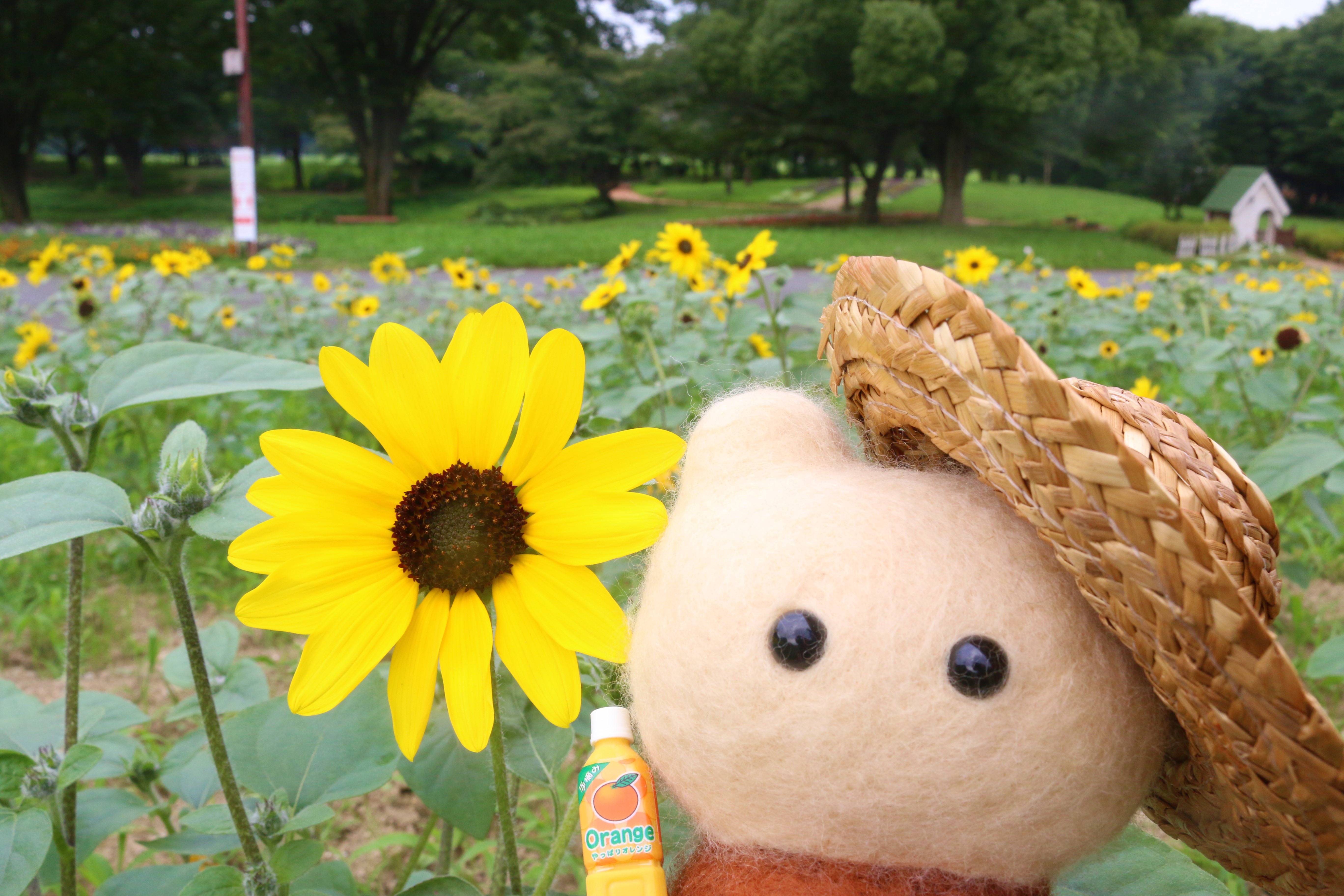 �Ђ܂�肩�������